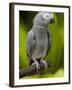 Bali, Ubud, an African Grey Parrot at Bali Bird Park-Niels Van Gijn-Framed Photographic Print