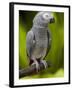 Bali, Ubud, an African Grey Parrot at Bali Bird Park-Niels Van Gijn-Framed Photographic Print