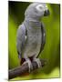 Bali, Ubud, an African Grey Parrot at Bali Bird Park-Niels Van Gijn-Mounted Photographic Print