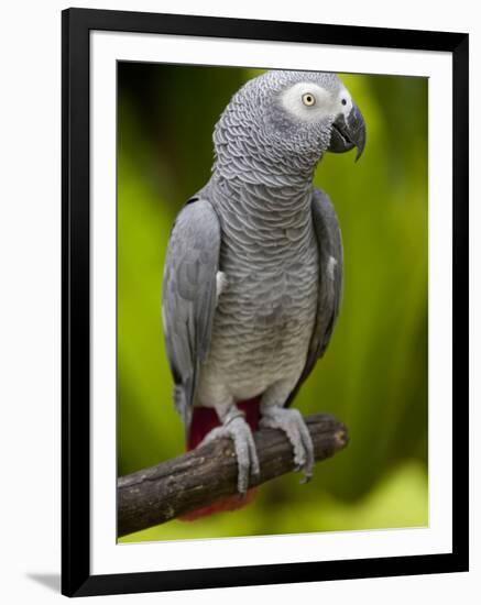 Bali, Ubud, an African Grey Parrot at Bali Bird Park-Niels Van Gijn-Framed Photographic Print