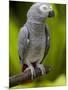 Bali, Ubud, an African Grey Parrot at Bali Bird Park-Niels Van Gijn-Mounted Photographic Print