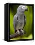 Bali, Ubud, an African Grey Parrot at Bali Bird Park-Niels Van Gijn-Framed Stretched Canvas