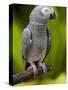 Bali, Ubud, an African Grey Parrot at Bali Bird Park-Niels Van Gijn-Stretched Canvas
