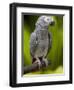 Bali, Ubud, an African Grey Parrot at Bali Bird Park-Niels Van Gijn-Framed Photographic Print