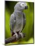 Bali, Ubud, an African Grey Parrot at Bali Bird Park-Niels Van Gijn-Mounted Photographic Print