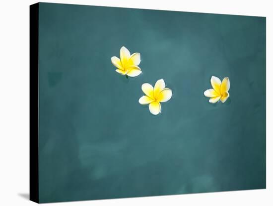 Bali, Ubud, Franjipani Flowers Float on a Swimming Pool-Niels Van Gijn-Stretched Canvas