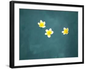 Bali, Ubud, Franjipani Flowers Float on a Swimming Pool-Niels Van Gijn-Framed Photographic Print