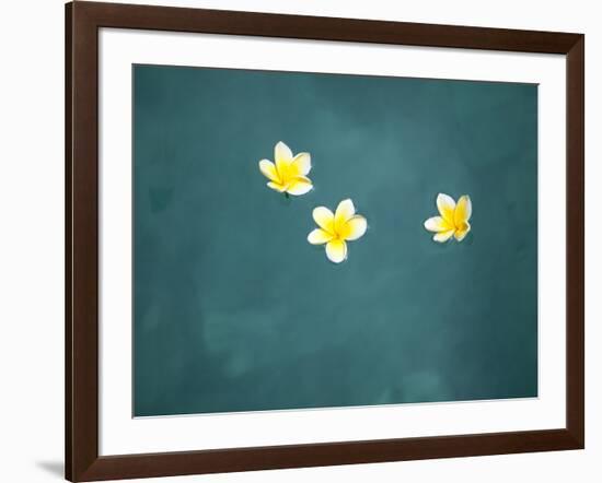 Bali, Ubud, Franjipani Flowers Float on a Swimming Pool-Niels Van Gijn-Framed Photographic Print