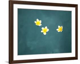 Bali, Ubud, Franjipani Flowers Float on a Swimming Pool-Niels Van Gijn-Framed Photographic Print