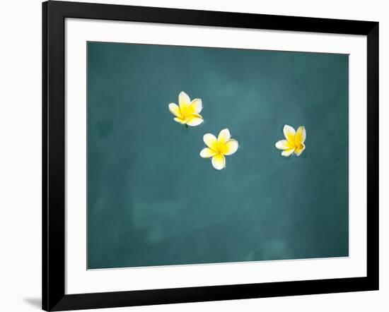 Bali, Ubud, Franjipani Flowers Float on a Swimming Pool-Niels Van Gijn-Framed Photographic Print