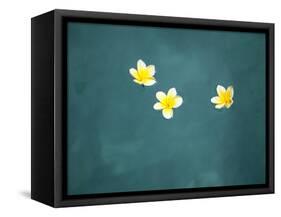 Bali, Ubud, Franjipani Flowers Float on a Swimming Pool-Niels Van Gijn-Framed Stretched Canvas