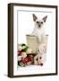 Balinese Kitten in Bin with Teddy and Flowers-null-Framed Photographic Print