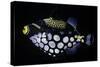 Balistoides Conspicillum (Clown Triggerfish, Bigspotted Triggerfish)-Paul Starosta-Stretched Canvas