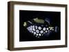 Balistoides Conspicillum (Clown Triggerfish, Bigspotted Triggerfish)-Paul Starosta-Framed Photographic Print