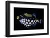 Balistoides Conspicillum (Clown Triggerfish, Bigspotted Triggerfish)-Paul Starosta-Framed Photographic Print