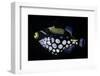 Balistoides Conspicillum (Clown Triggerfish, Bigspotted Triggerfish)-Paul Starosta-Framed Photographic Print