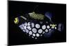 Balistoides Conspicillum (Clown Triggerfish, Bigspotted Triggerfish)-Paul Starosta-Mounted Photographic Print