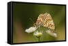 Balkan Fritillary Butterflies (Boloria Graeca) Mating, Djerdap National Park, Serbia, June 2009-Smit-Framed Stretched Canvas