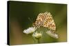 Balkan Fritillary Butterflies (Boloria Graeca) Mating, Djerdap National Park, Serbia, June 2009-Smit-Stretched Canvas