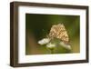 Balkan Fritillary Butterflies (Boloria Graeca) Mating, Djerdap National Park, Serbia, June 2009-Smit-Framed Photographic Print