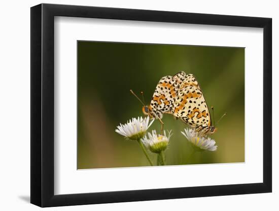 Balkan Fritillary Butterflies (Boloria Graeca) Mating, Djerdap National Park, Serbia, June 2009-Smit-Framed Photographic Print