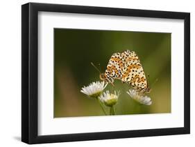 Balkan Fritillary Butterflies (Boloria Graeca) Mating, Djerdap National Park, Serbia, June 2009-Smit-Framed Photographic Print