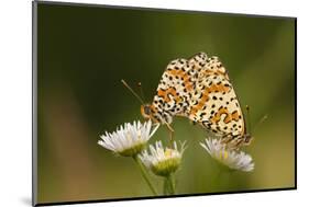 Balkan Fritillary Butterflies (Boloria Graeca) Mating, Djerdap National Park, Serbia, June 2009-Smit-Mounted Photographic Print