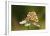 Balkan Fritillary Butterflies (Boloria Graeca) Mating, Djerdap National Park, Serbia, June 2009-Smit-Framed Photographic Print