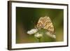 Balkan Fritillary Butterflies (Boloria Graeca) Mating, Djerdap National Park, Serbia, June 2009-Smit-Framed Photographic Print