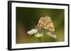 Balkan Fritillary Butterflies (Boloria Graeca) Mating, Djerdap National Park, Serbia, June 2009-Smit-Framed Photographic Print