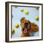 Ball Boy-Lucia Heffernan-Framed Art Print