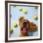 Ball Boy-Lucia Heffernan-Framed Premium Giclee Print