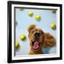 Ball Boy-Lucia Heffernan-Framed Premium Giclee Print