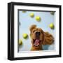 Ball Boy-Lucia Heffernan-Framed Art Print