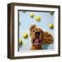 Ball Boy-Lucia Heffernan-Framed Art Print