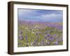 Ball Head Cluster Lily-Donald Paulson-Framed Giclee Print