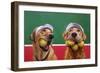 Ball Hog-Lucia Heffernan-Framed Premium Giclee Print