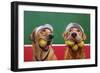 Ball Hog-Lucia Heffernan-Framed Art Print