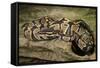 Ball Python-Joe McDonald-Framed Stretched Canvas