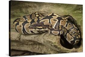 Ball Python-Joe McDonald-Stretched Canvas