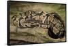 Ball Python-Joe McDonald-Framed Stretched Canvas