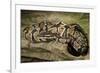 Ball Python-Joe McDonald-Framed Photographic Print