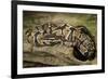 Ball Python-Joe McDonald-Framed Photographic Print