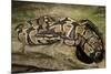 Ball Python-Joe McDonald-Mounted Photographic Print