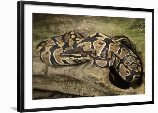 Ball Python-Joe McDonald-Framed Photographic Print