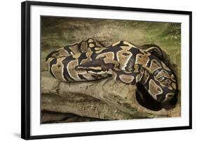 Ball Python-Joe McDonald-Framed Photographic Print