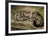 Ball Python-Joe McDonald-Framed Photographic Print