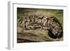 Ball Python-Joe McDonald-Framed Photographic Print