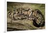 Ball Python-Joe McDonald-Framed Photographic Print