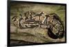 Ball Python-Joe McDonald-Framed Photographic Print